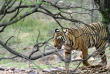 Inde - Sur les pas des maharajas – Ranthambore © Dr Ajay Kumar Singh – Shutterstock