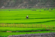 Vietnam - Les rizières de Mai Chau