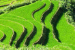Vietnam - Grand circuit au Vietnam - Les rizières du Nord Vietnam